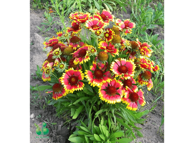 Gaillardia × grandiflora   'Kobold'